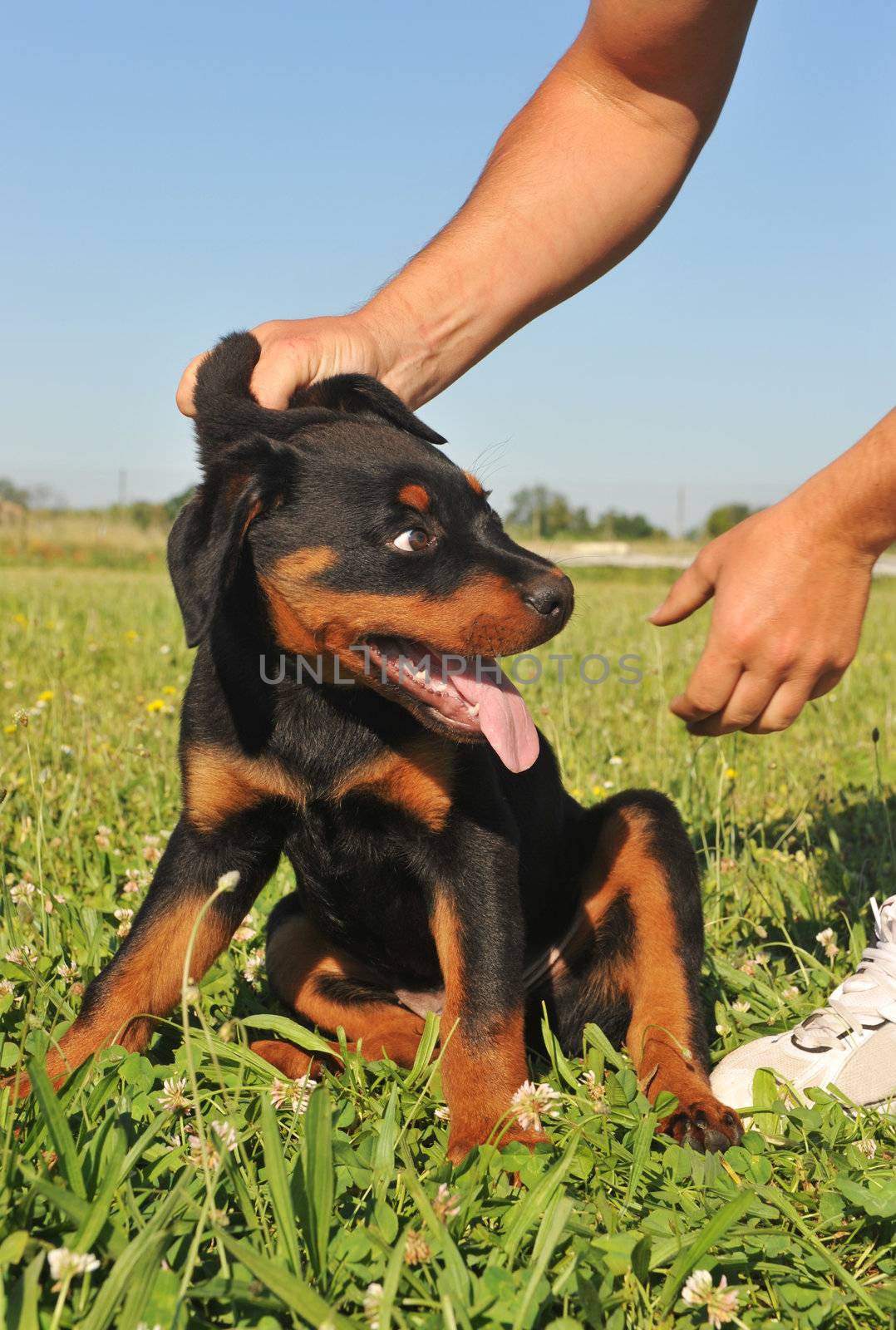 picture of a puppy purebred rottweiler being reprimanded. 