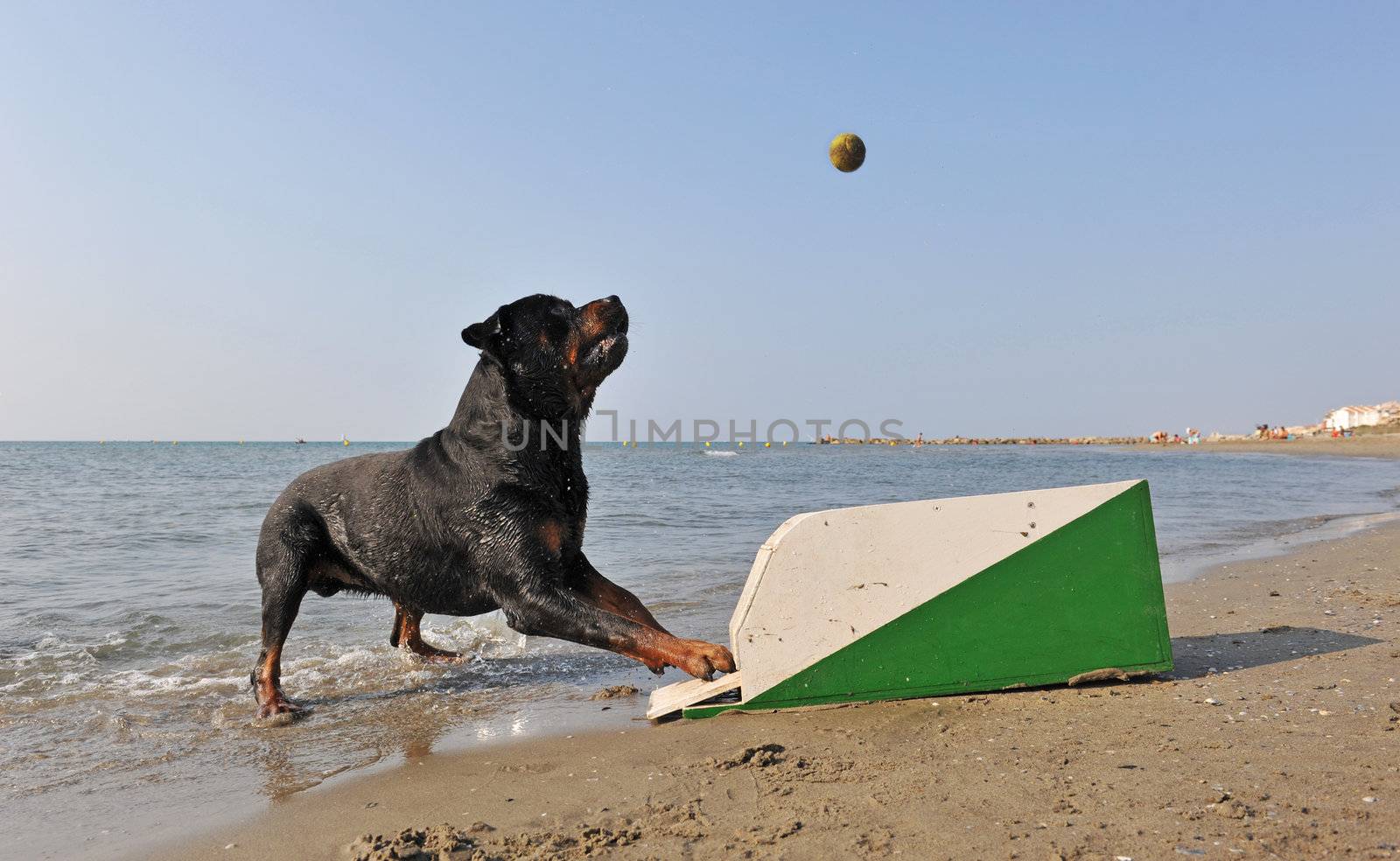 a purebred rottweiler playing with a flyball box on the beach