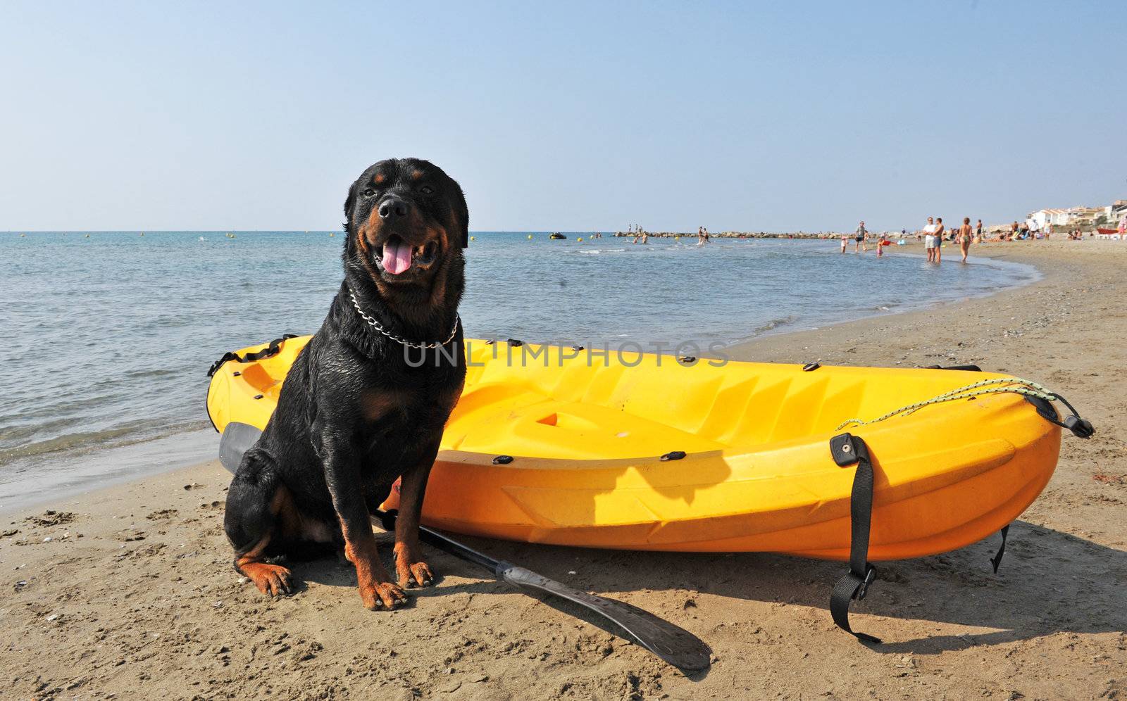portrait of a purebred rottweiler on the beach