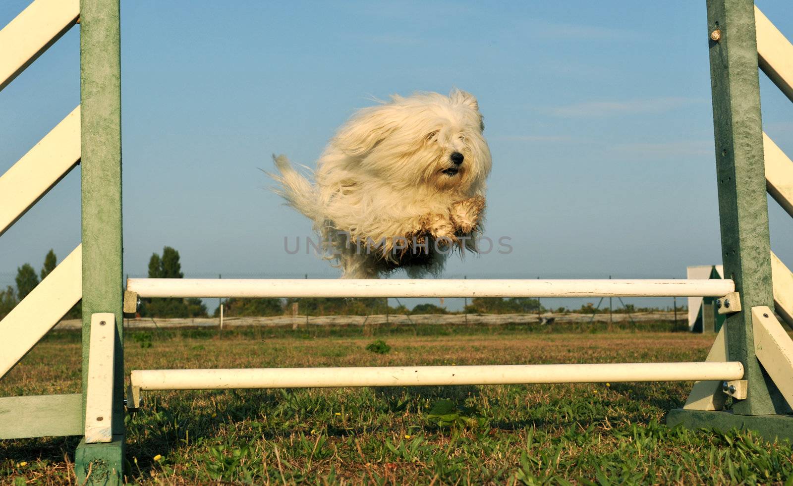 jumping purebred maltese dog in the morning sunshine 