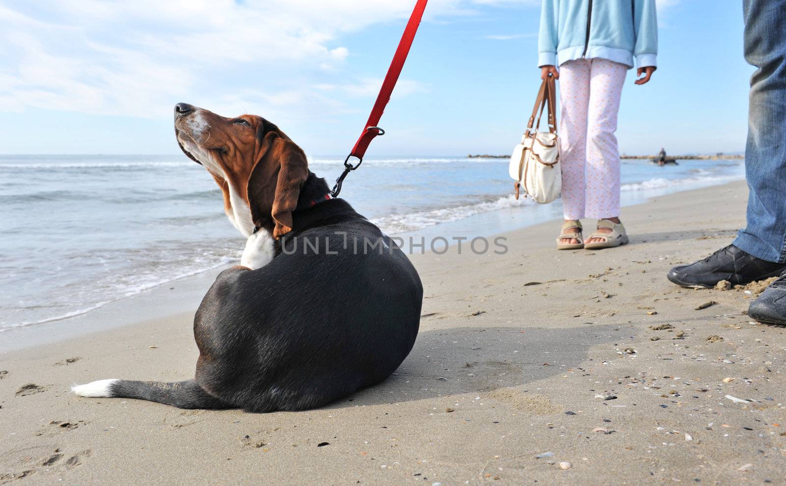 two humans waiting their puppy basset hound because he's scratching on a beach