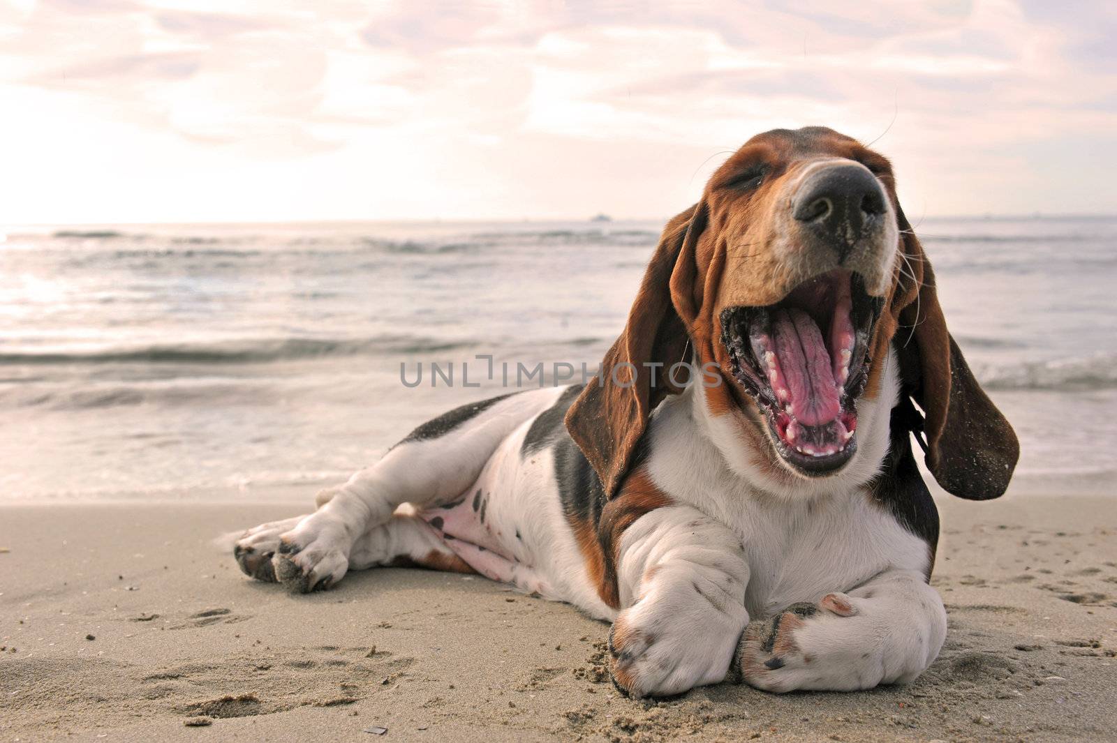 yawning puppy purebred basset hound on a beach
