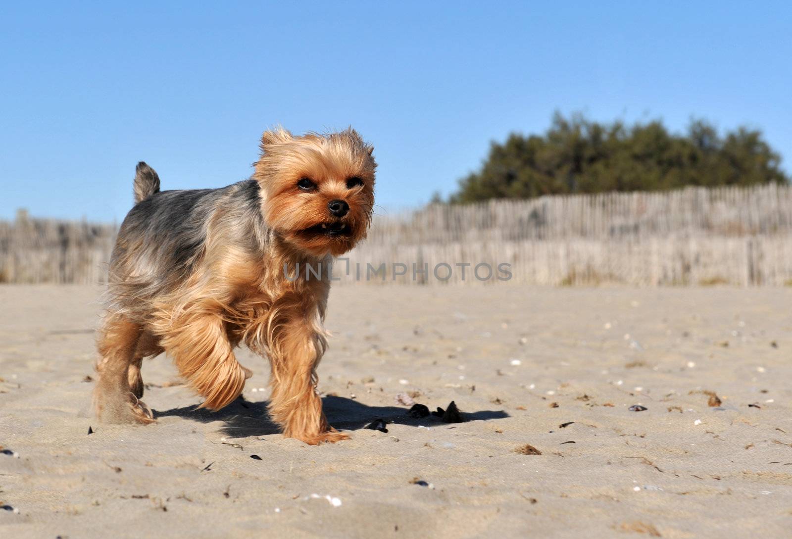 running purebred yorkshire terrier on a beach