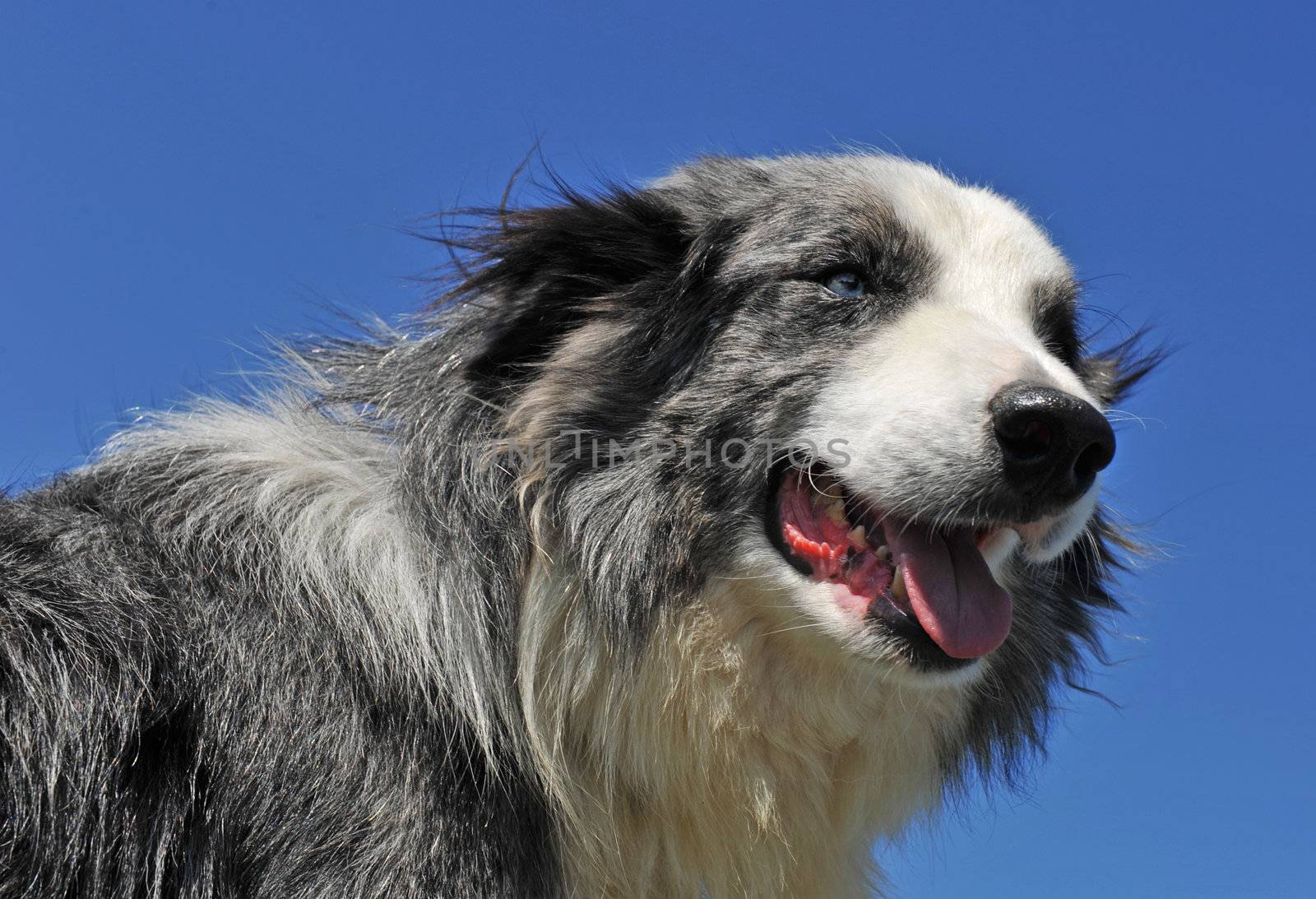 portrait of a beautiful border collie with blue eyes