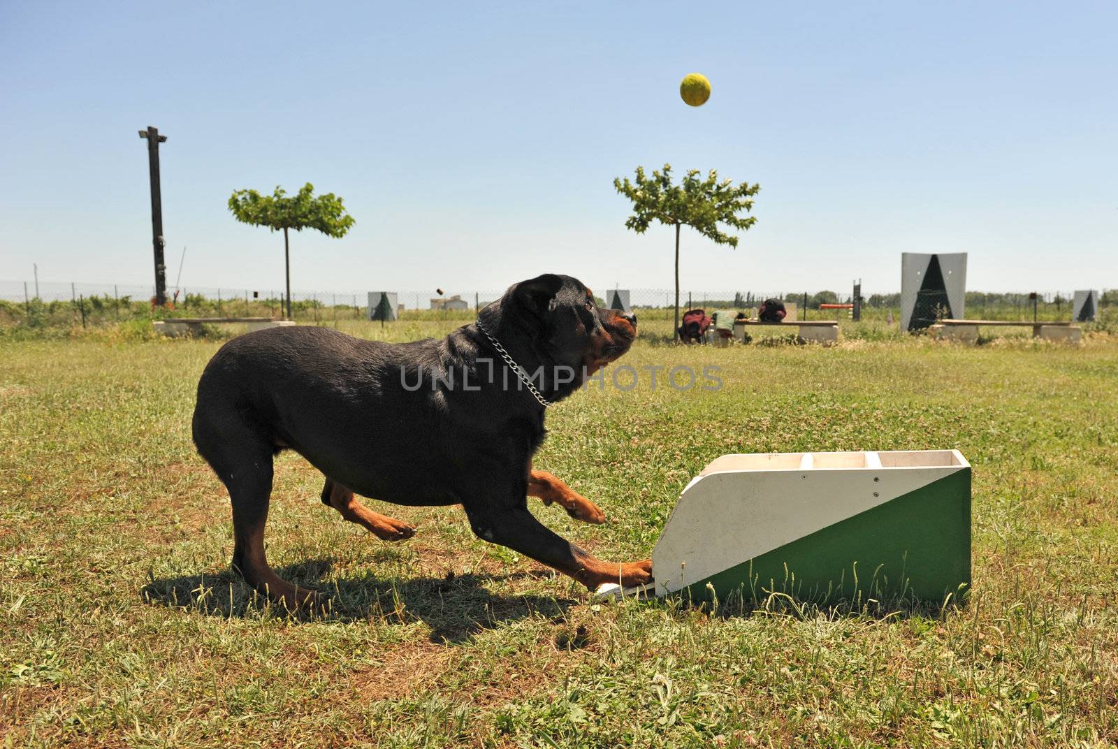 a rottweiler playing with a box of flyball