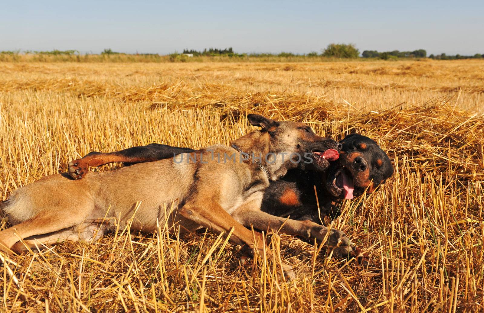 a rottweiler playing with his friend belgian shepherd malinois in meadow