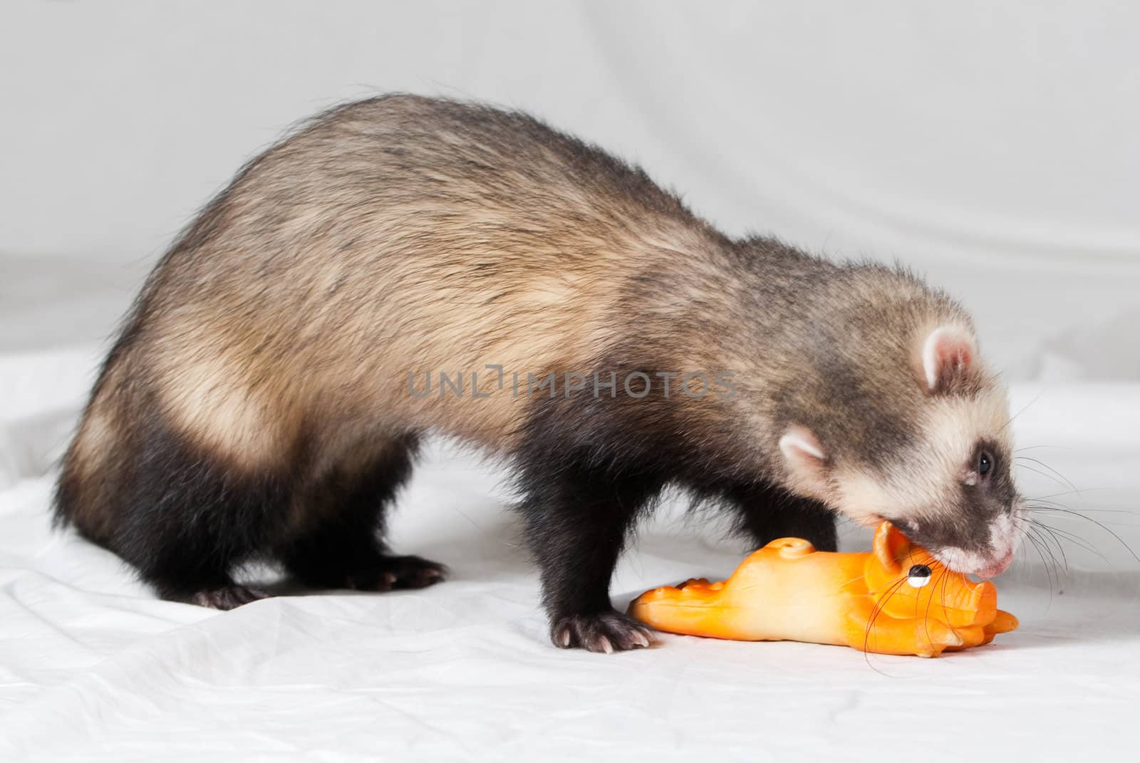 Polecat shoot made in studio on white background