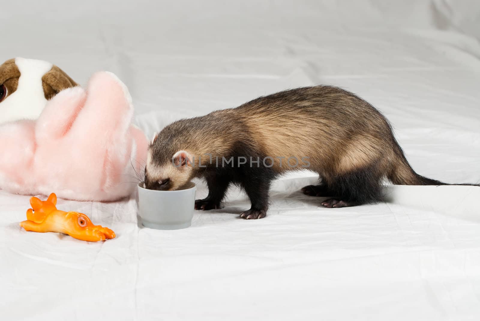 Polecat shoot made in studio on white background