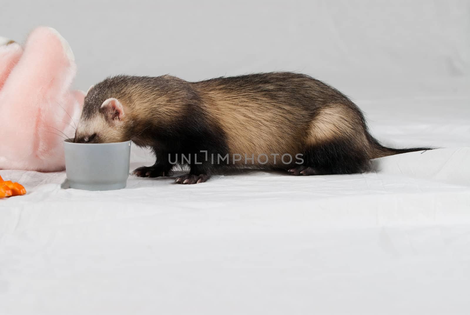 Polecat shoot made in studio on white background