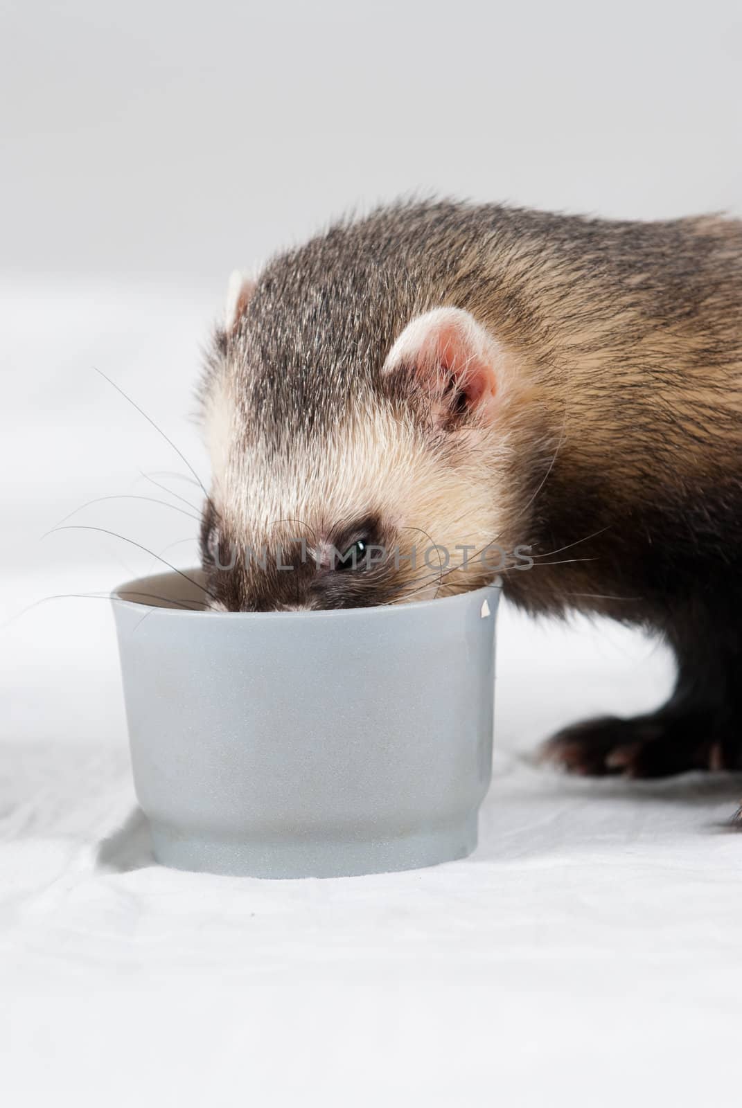 Polecat shoot made in studio on white background