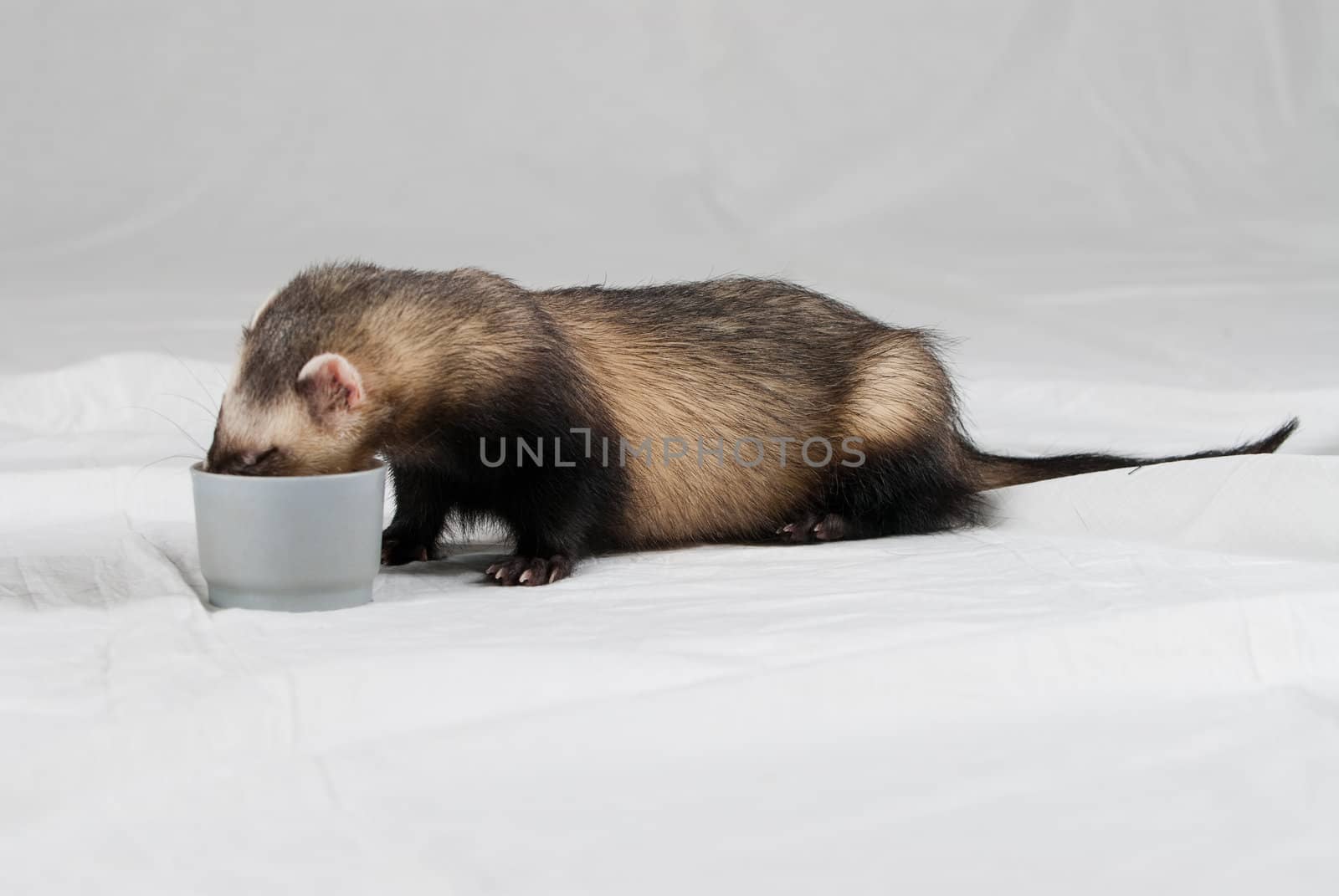 Polecat shoot made in studio on white background