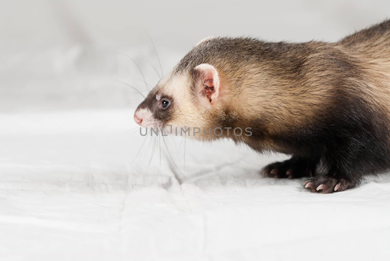 Polecat shoot made in studio on white background