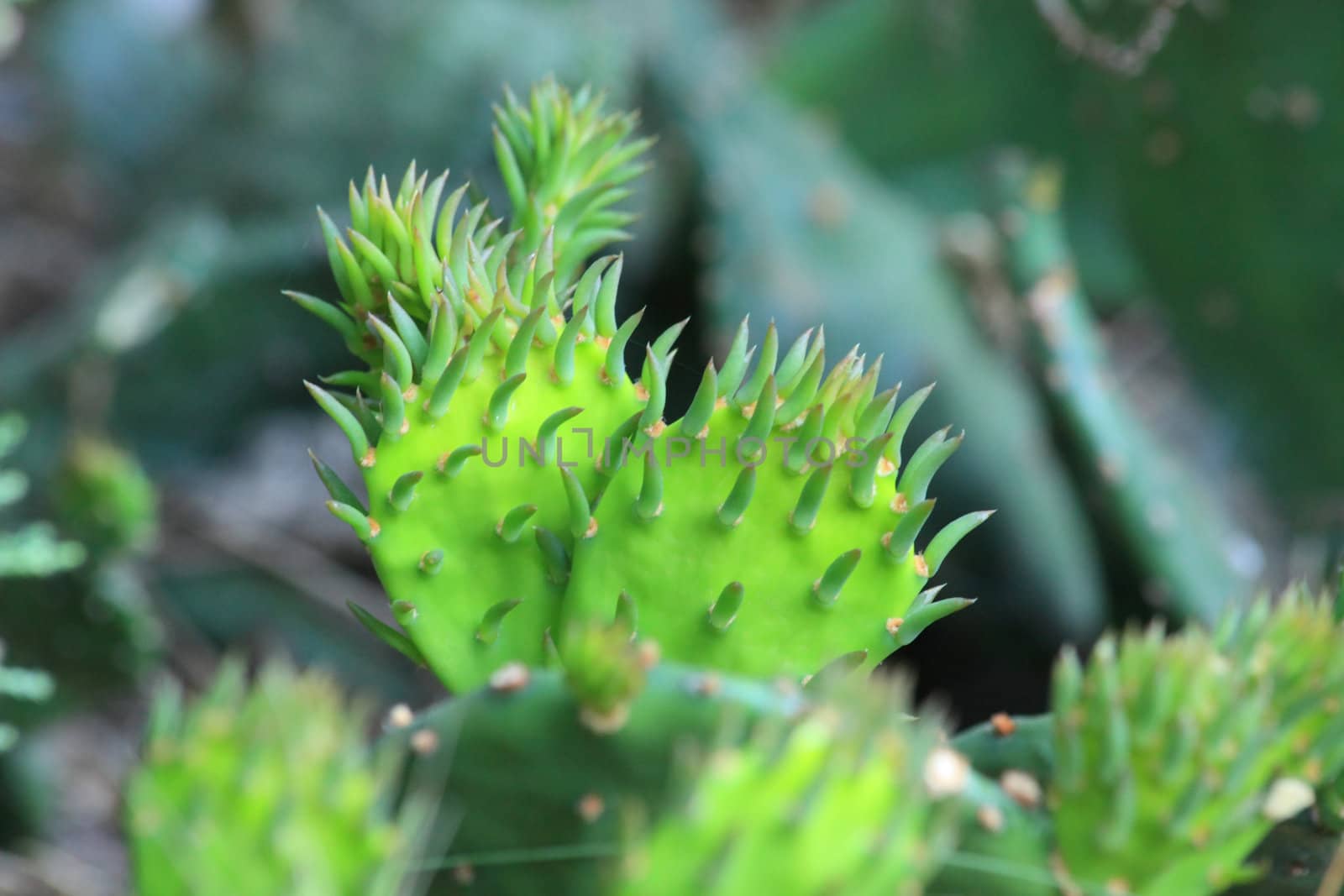 Close up of the green cactuses