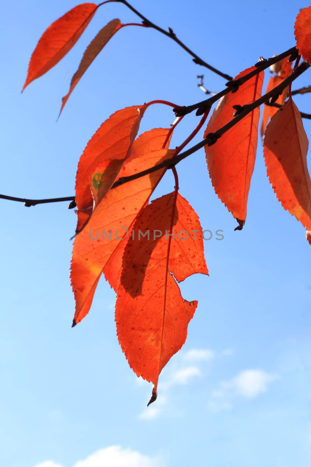 Close up  of the orange colored autumn leaves