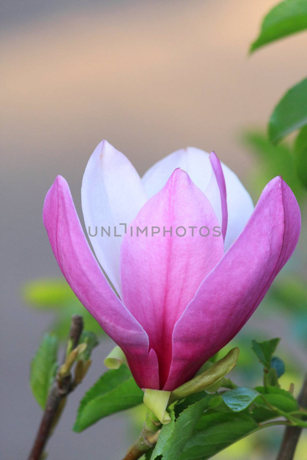 Close up of the pink magnolia flower
