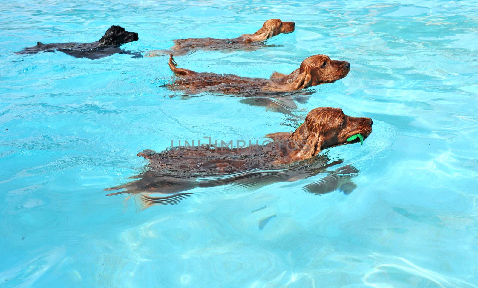 swimming dogs by cynoclub