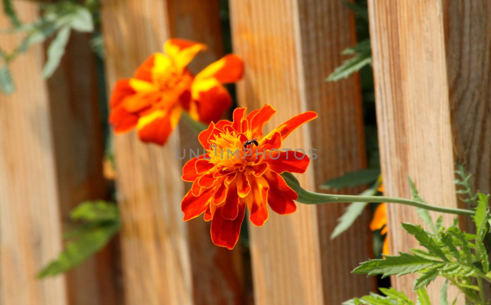 Orange pretty tagetes near wodden fence