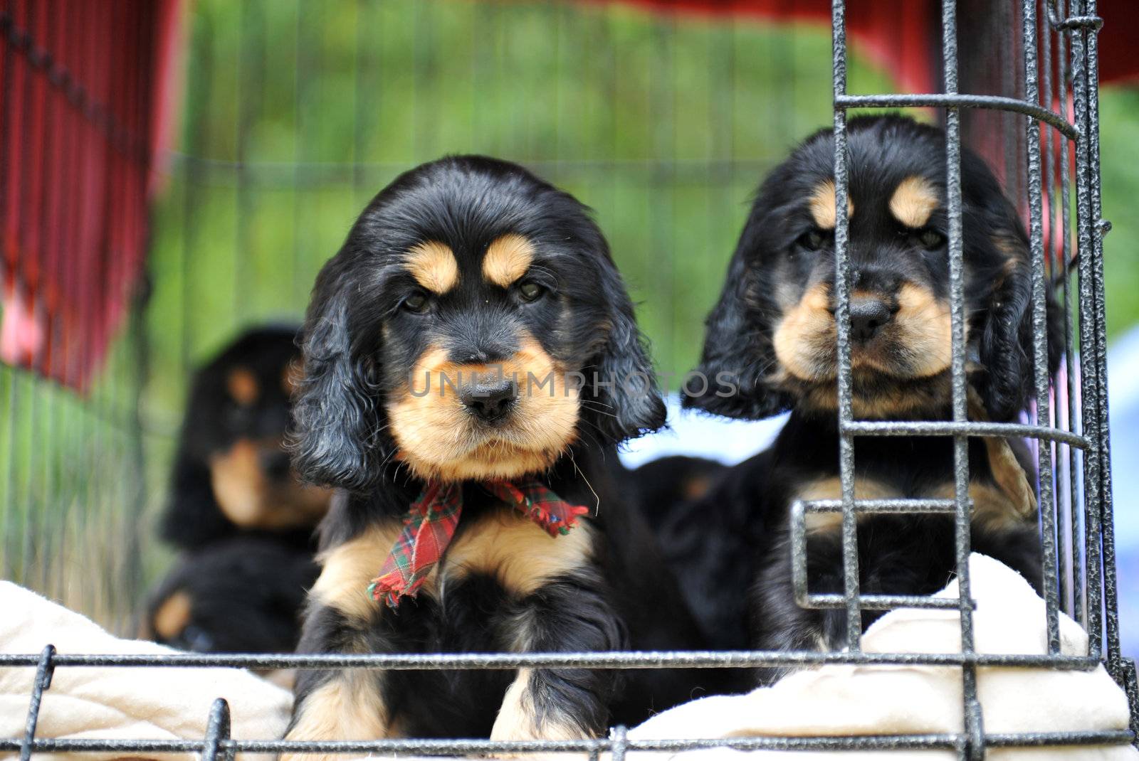 cute puppies purebred cocker spaniel waiting their owner 