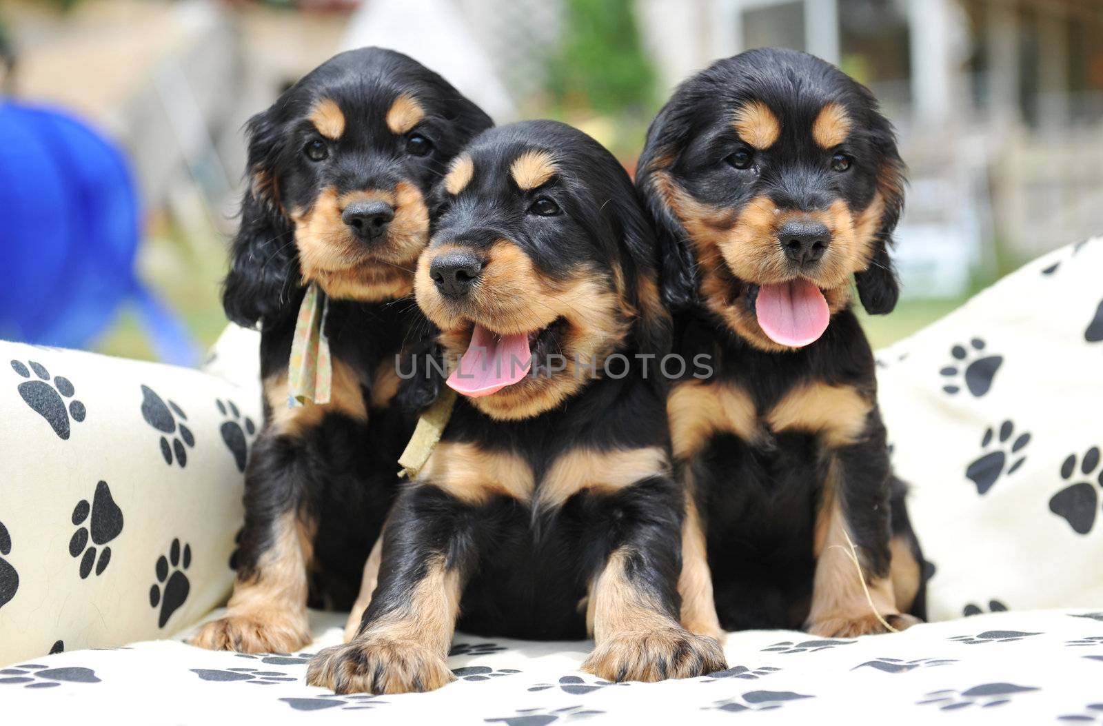 three puppies by cynoclub