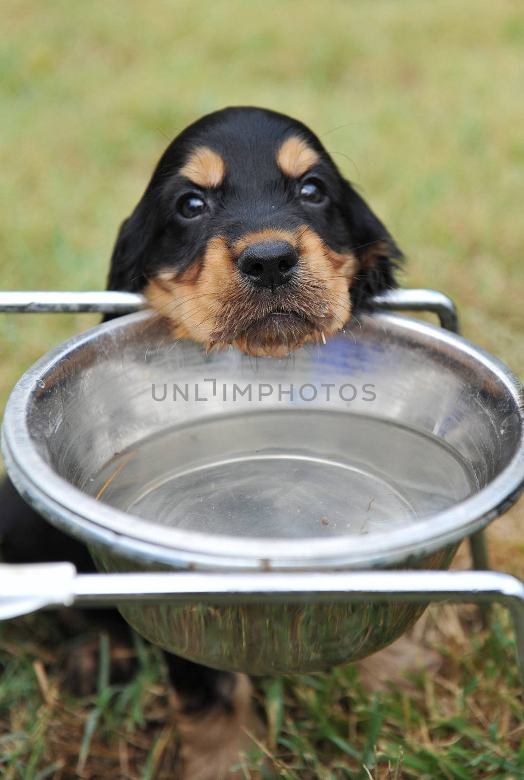 young puppy cocker spanier drinking in an iron bowl. focus on the nose