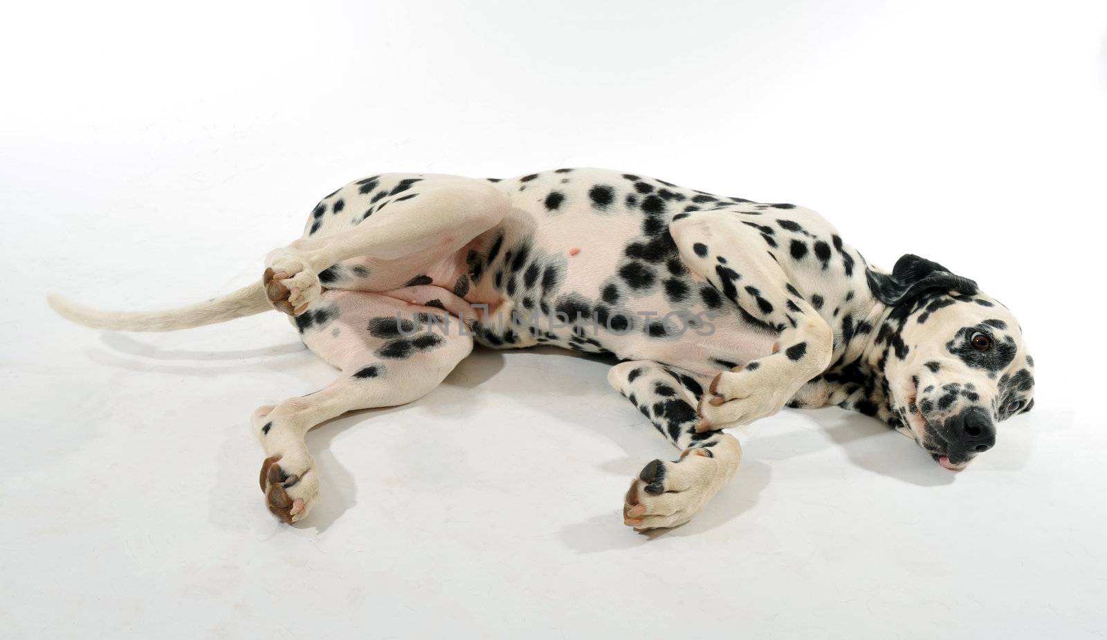 beautiful purebred dalmatian laid down on a white background