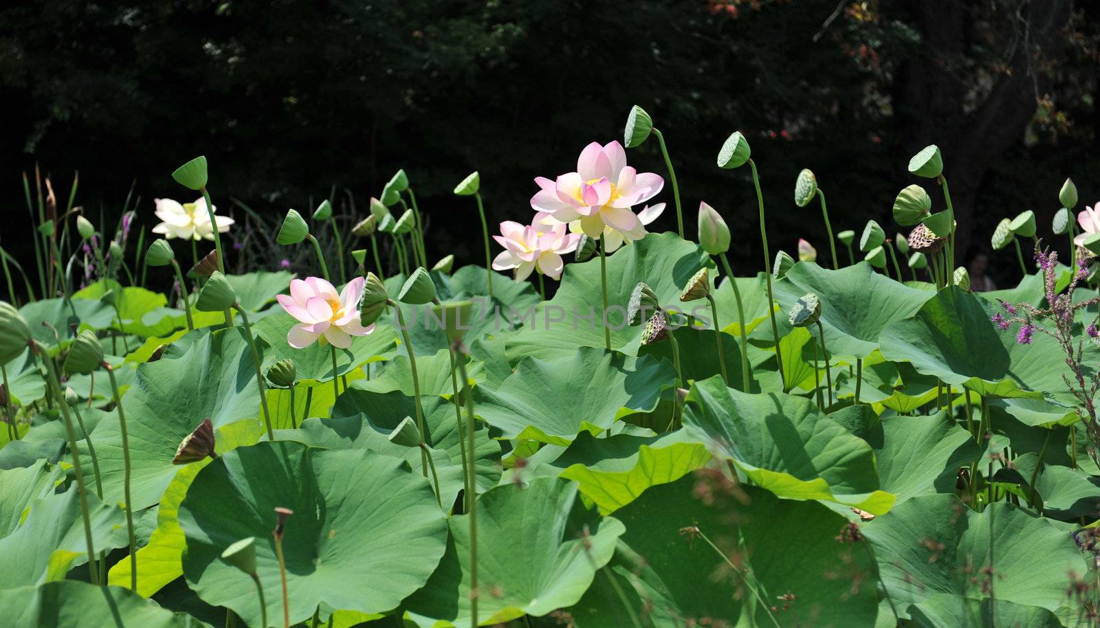 flowers of pink lotus in a garden 
