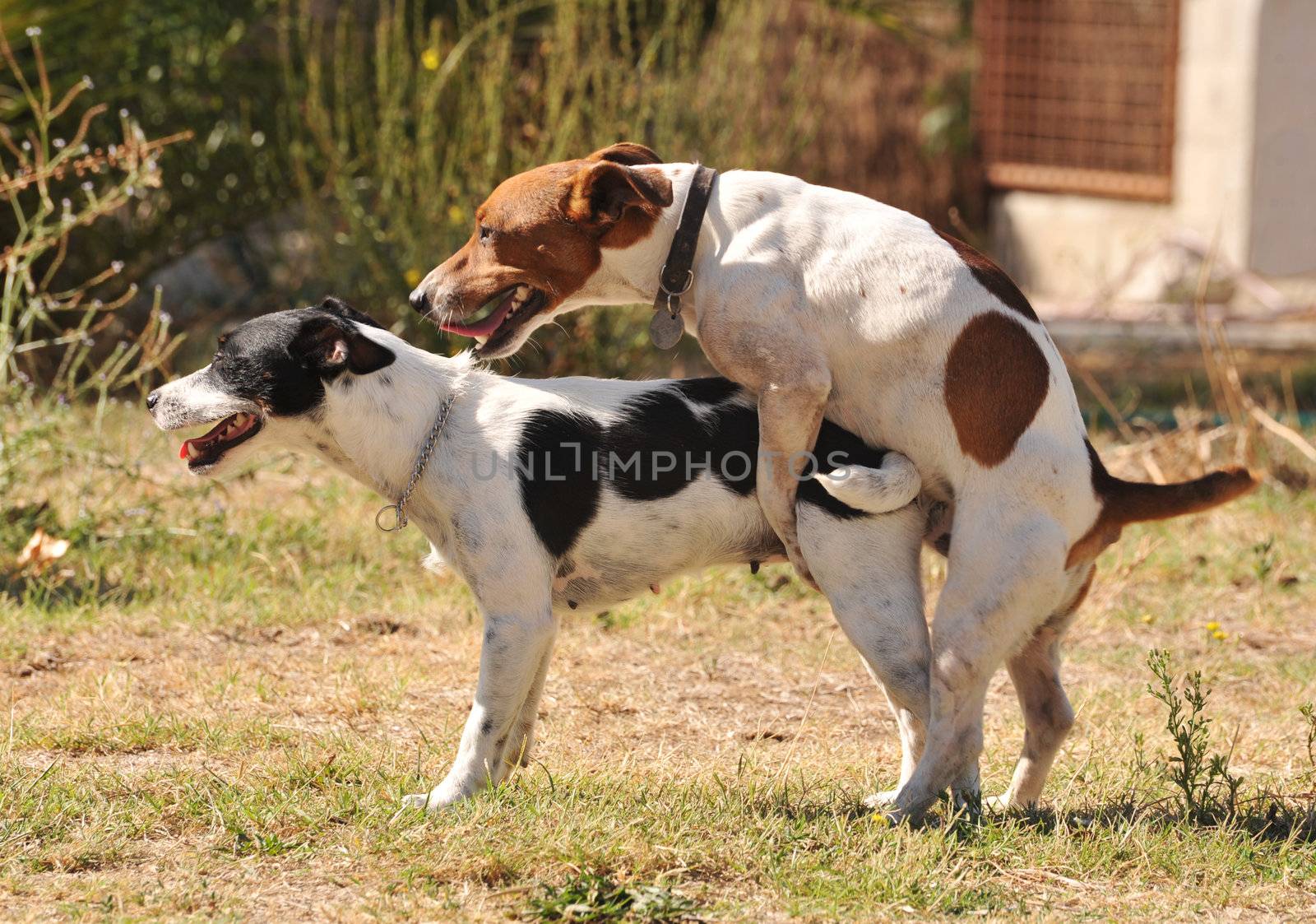 two purebred jack russel terrier making love in a garden