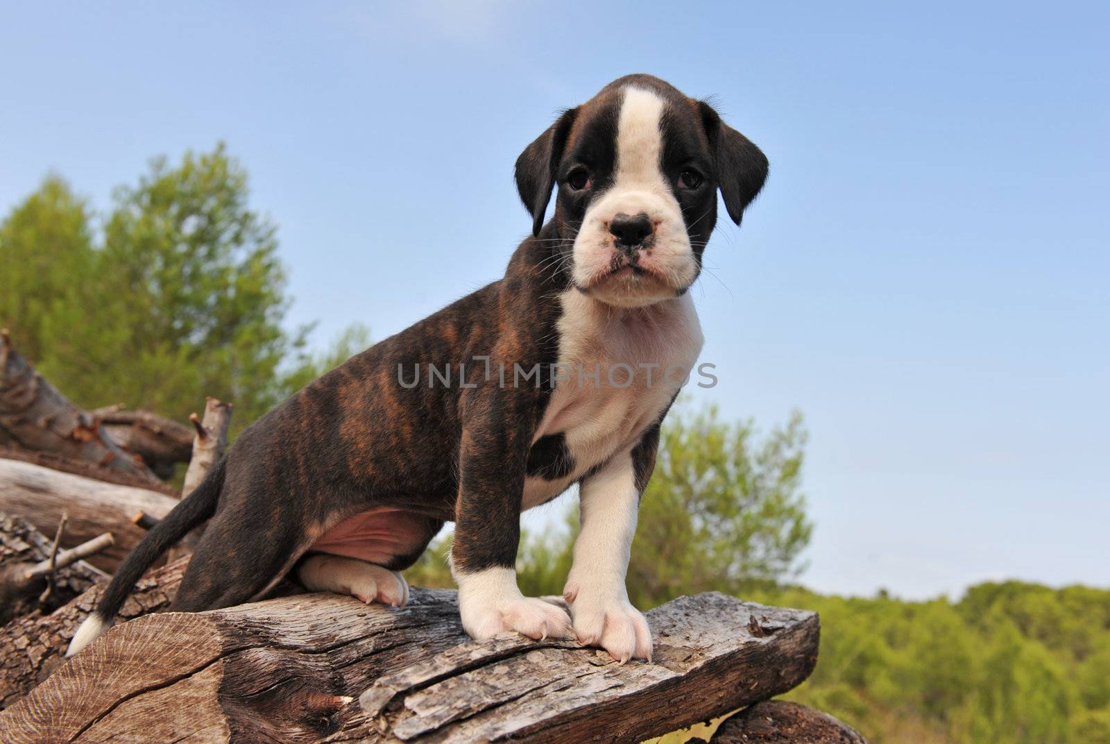 portrait of a cute puppy purebred boxer in nature