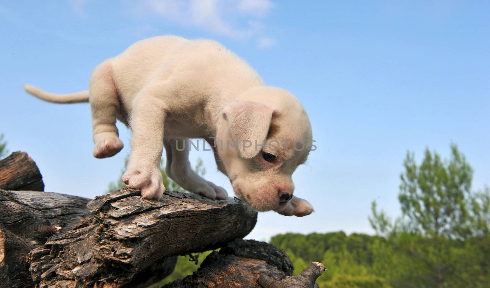 very cute white little puppy boxer in the nature