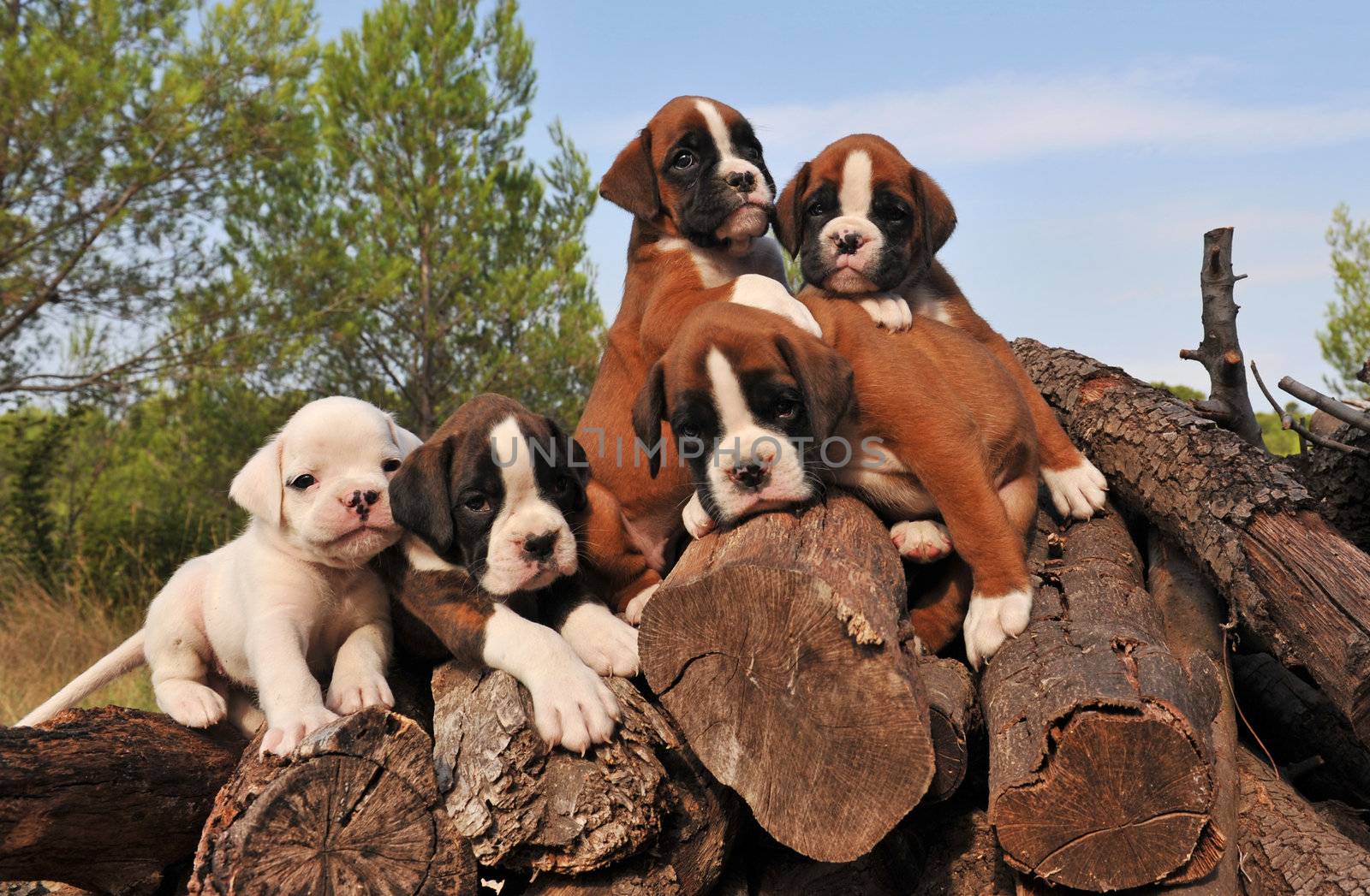 five little purebred puppies boxer together on the wood