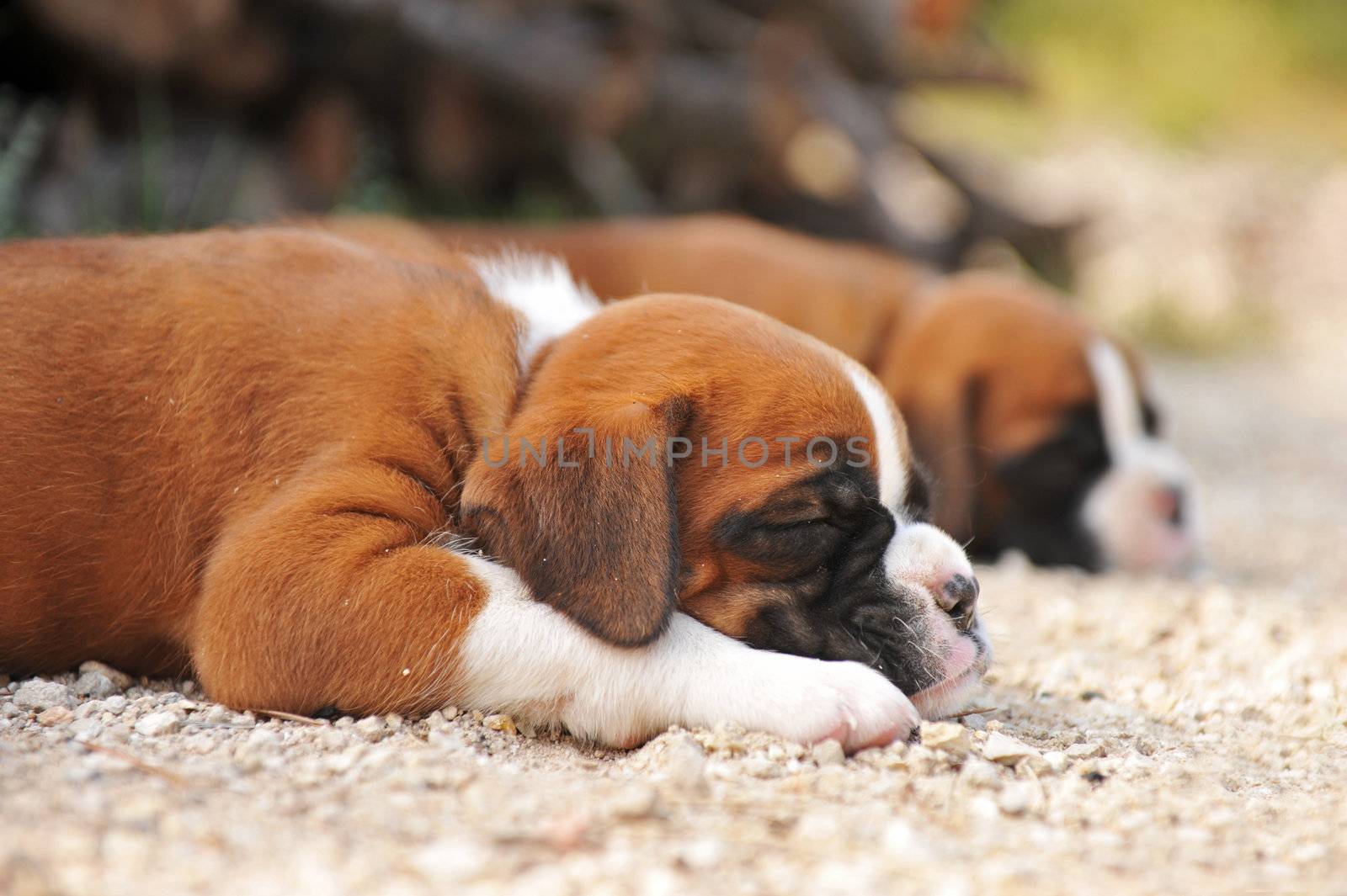 portrait of a young puppies purebred boxer laid down