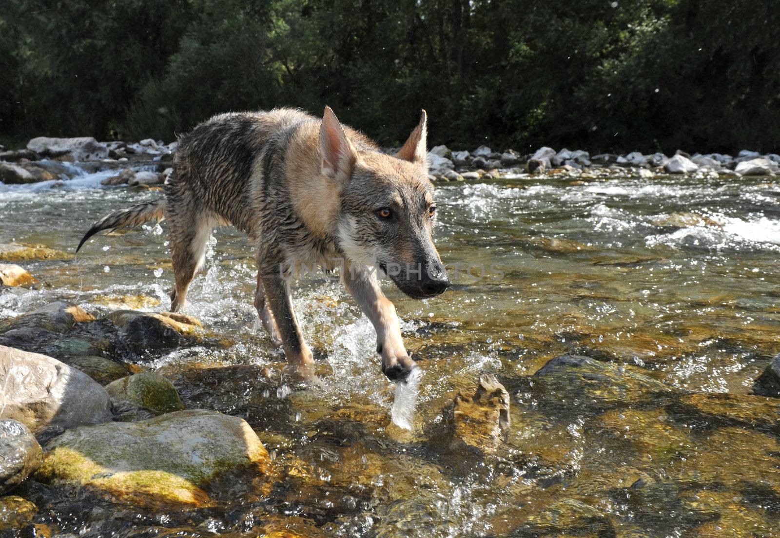 beautiful young wolf walking in a river 