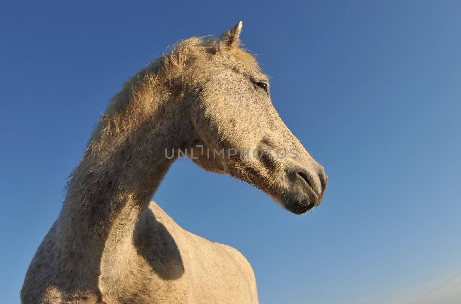 portrait of a purebred camargue horse on a morning sunlight