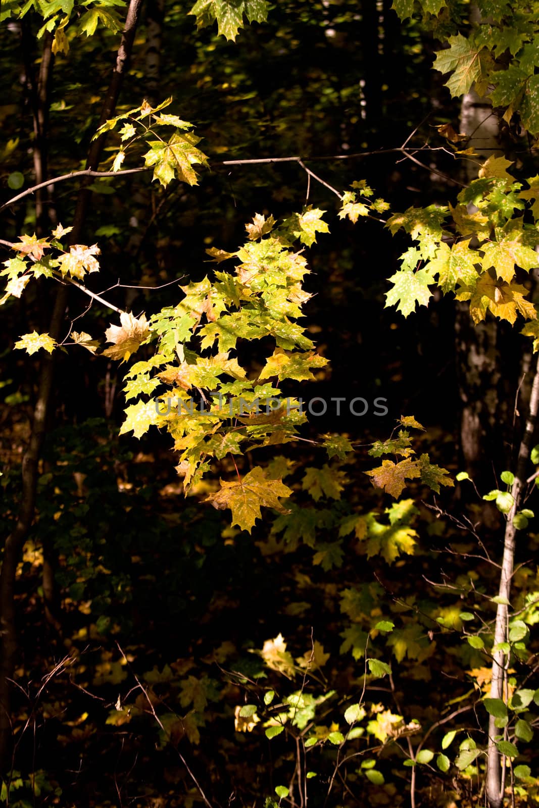 maple yellow leaves in autumn forest
