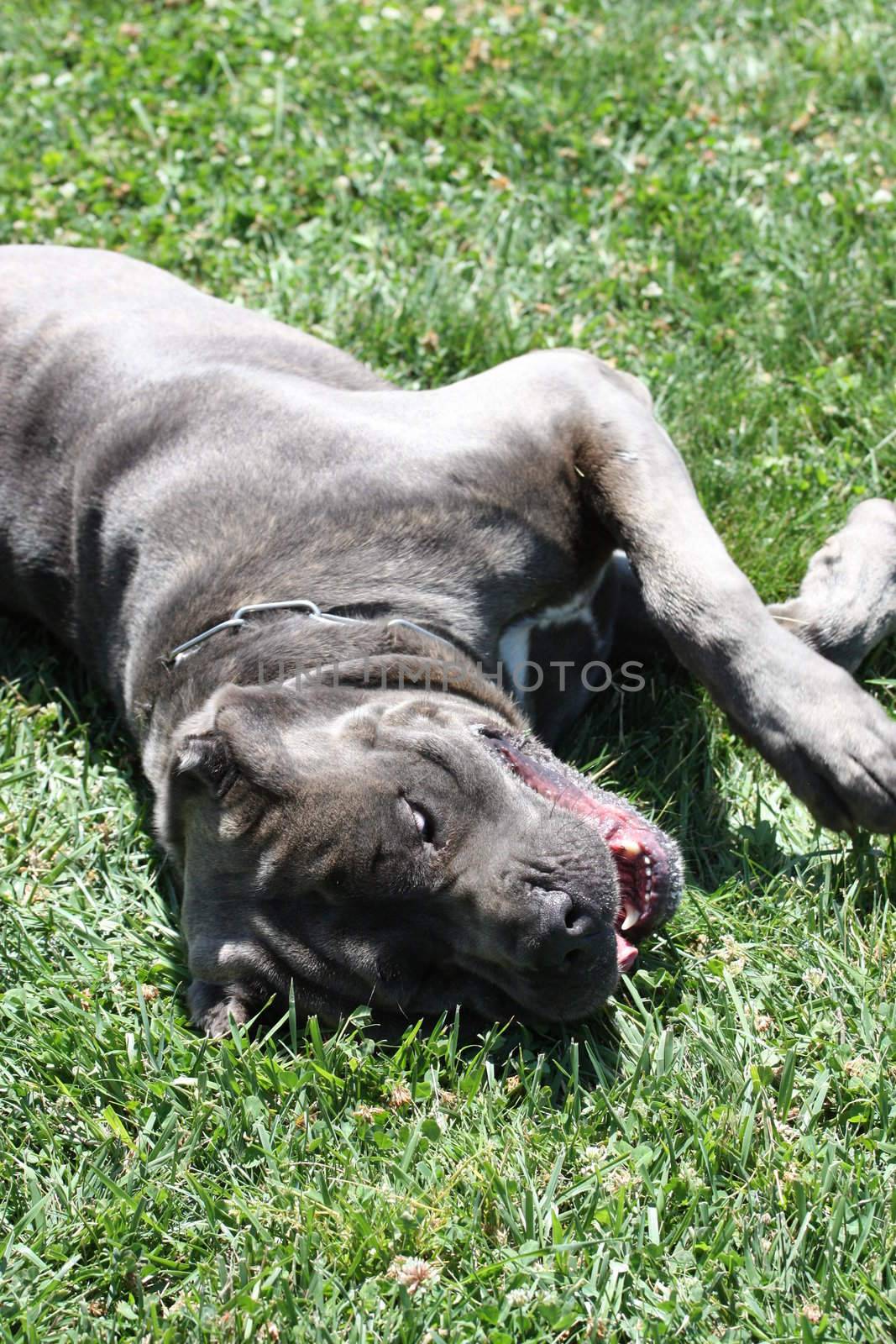 Close up of a Cane Corso dog.