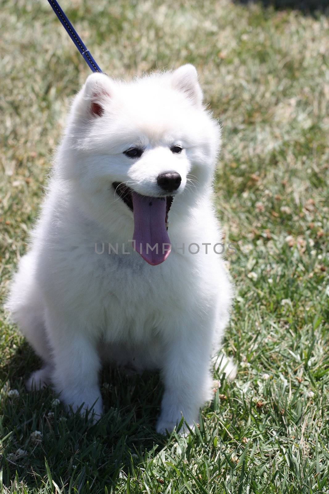 Close up of an American Eskimo dog.