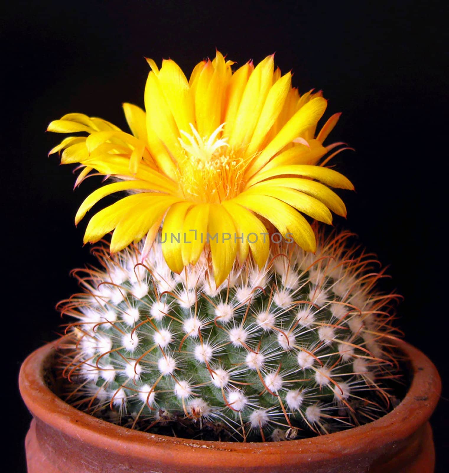 the yellow flower of kaktus on black background