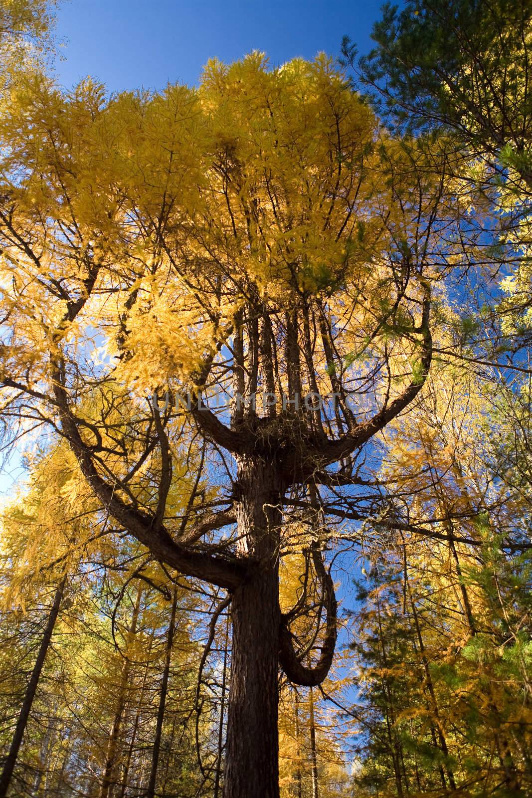 A tree is a larch by DimasEKB