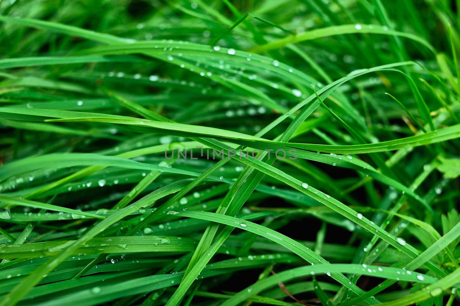 Green grass in the morning after a rain in the middle of summer