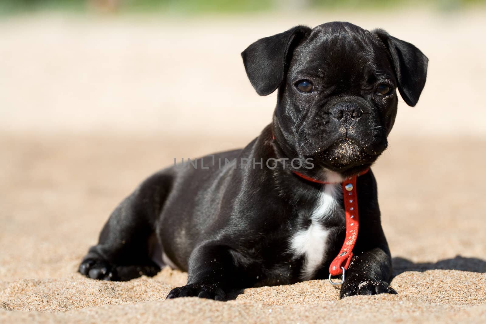 Black and white french bulldog puppy laying in sand