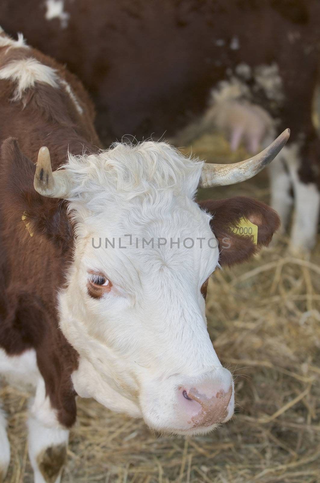 Brown and white cow in a farm