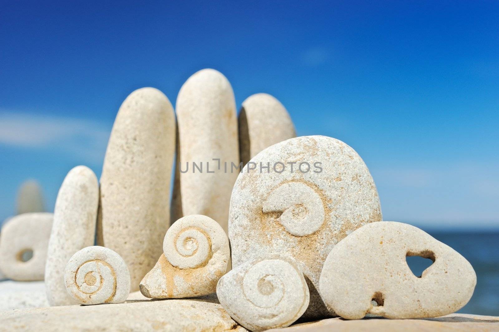 Sea pebble with fossilized snails on a beach in the summer