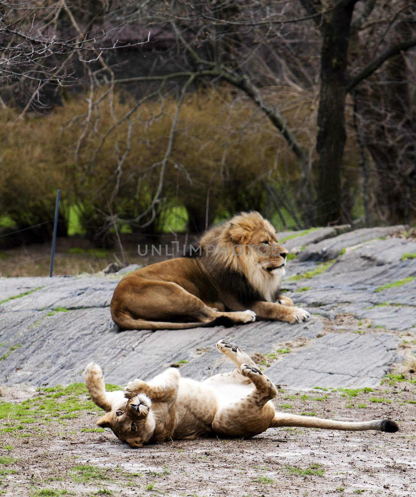 Lioness rolling on sand for her lion who lays on a rock.