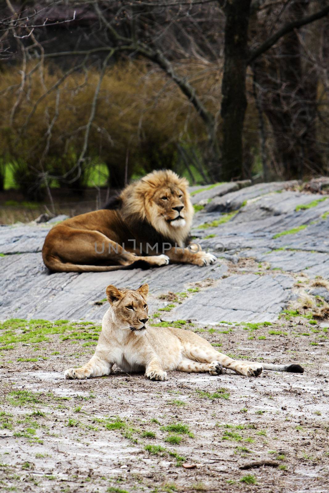 Lion and Lioness laying together by phakimata