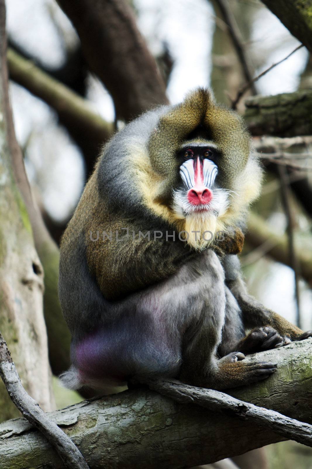 Mandrill with colorful face sitting on tree branch in jungle zoo.