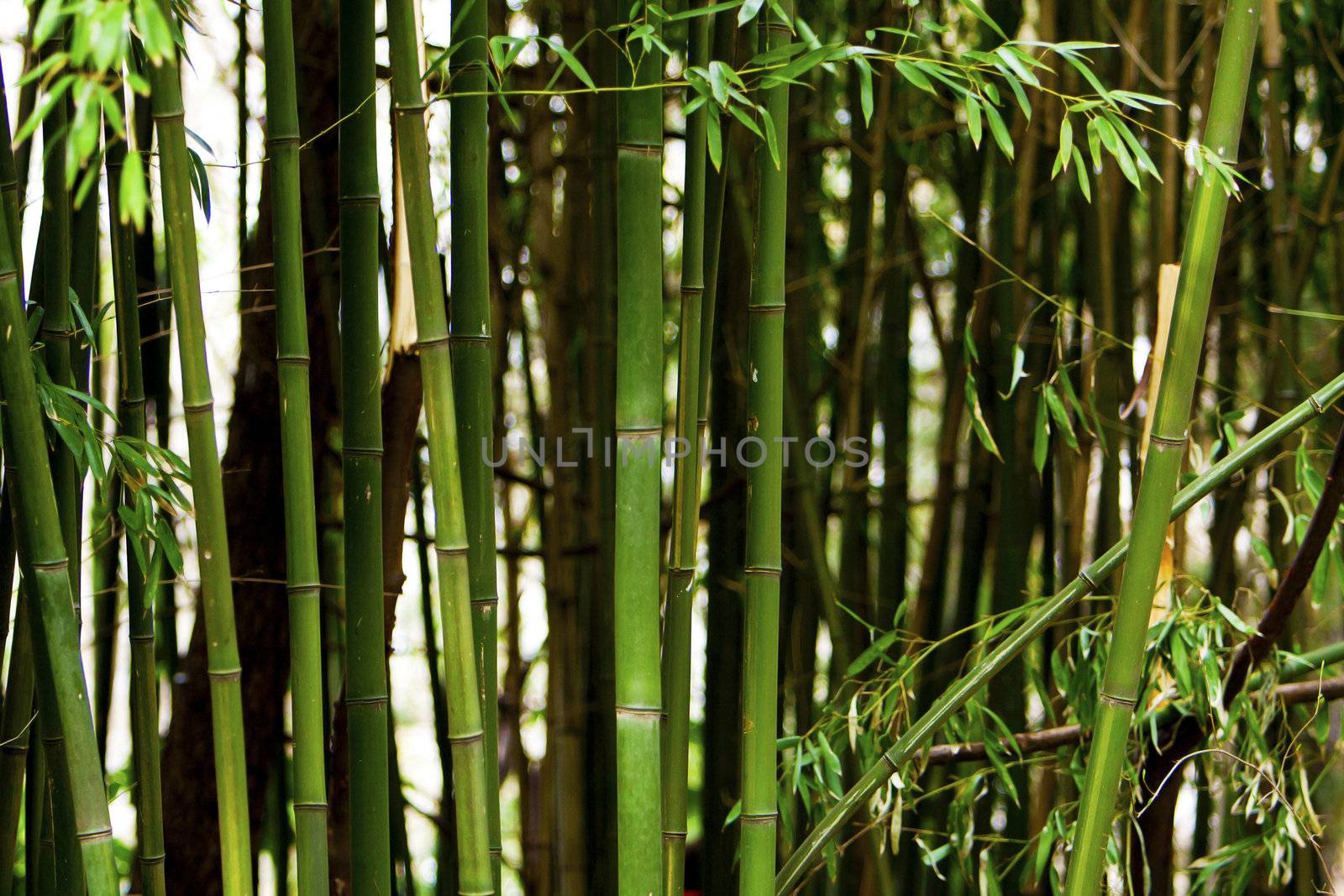 Trees of the green bamboo forest.