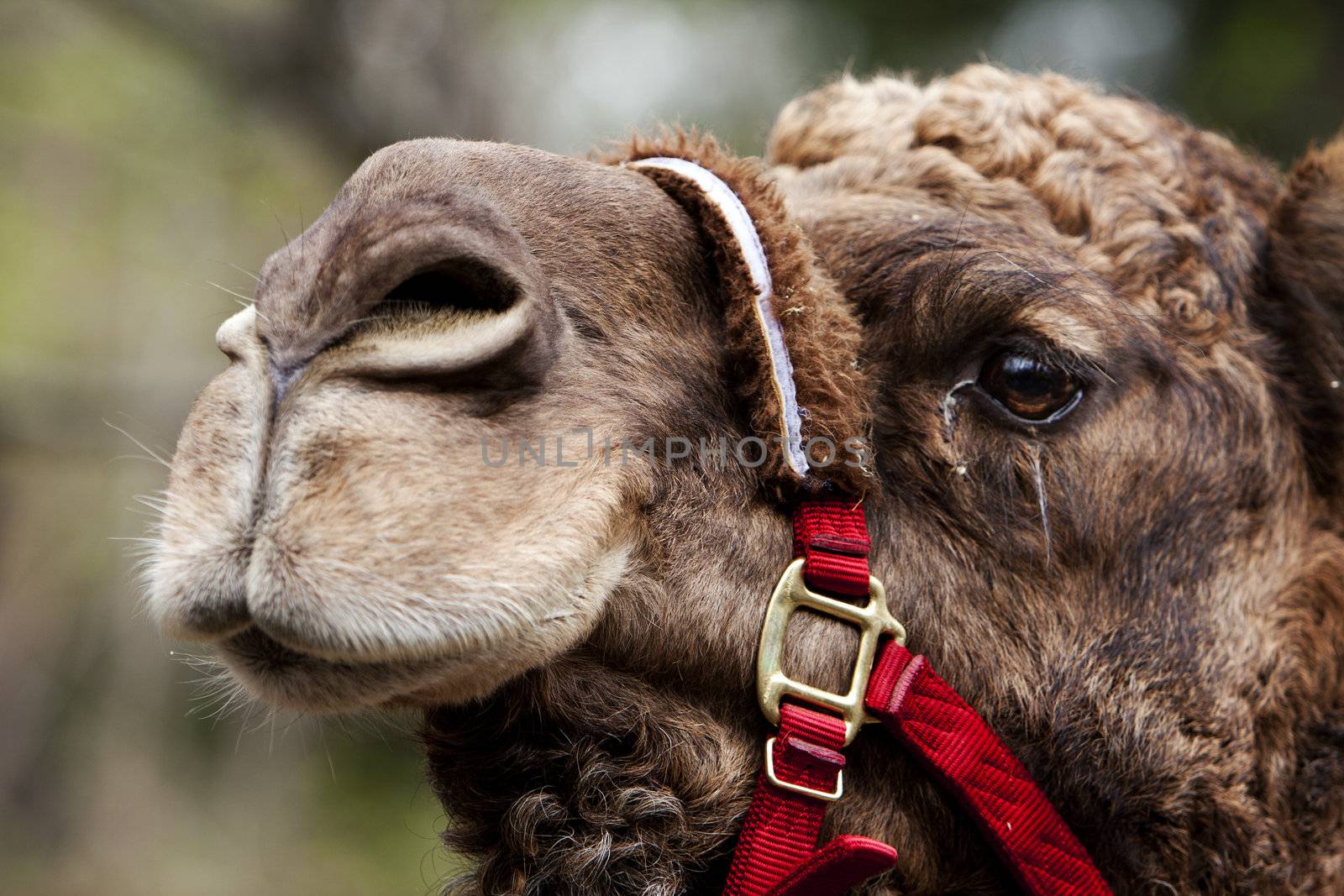 Camel face with rein by phakimata