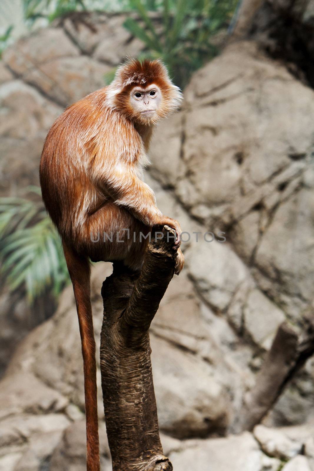 Cute Indonesian endangered Ebony Langur monkey ape sitting on tree branch.