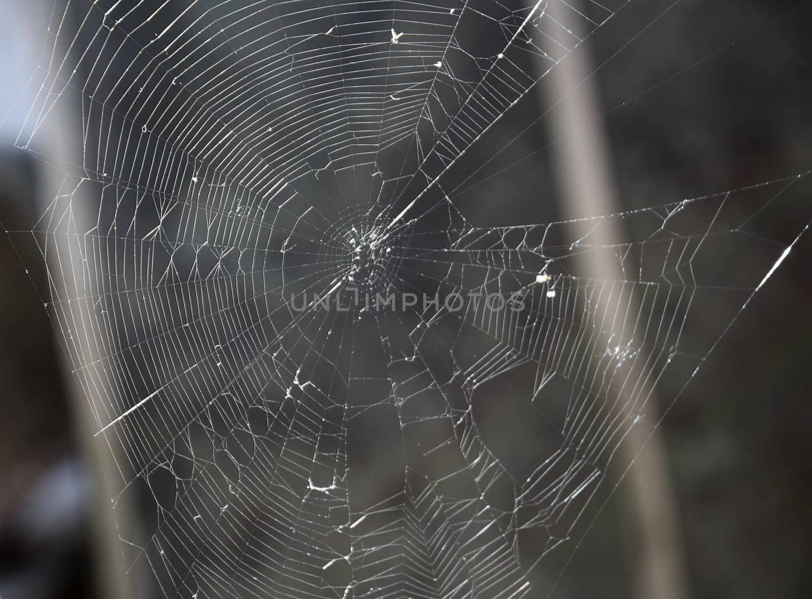 Web of a spider. A photo close up against a dark background.