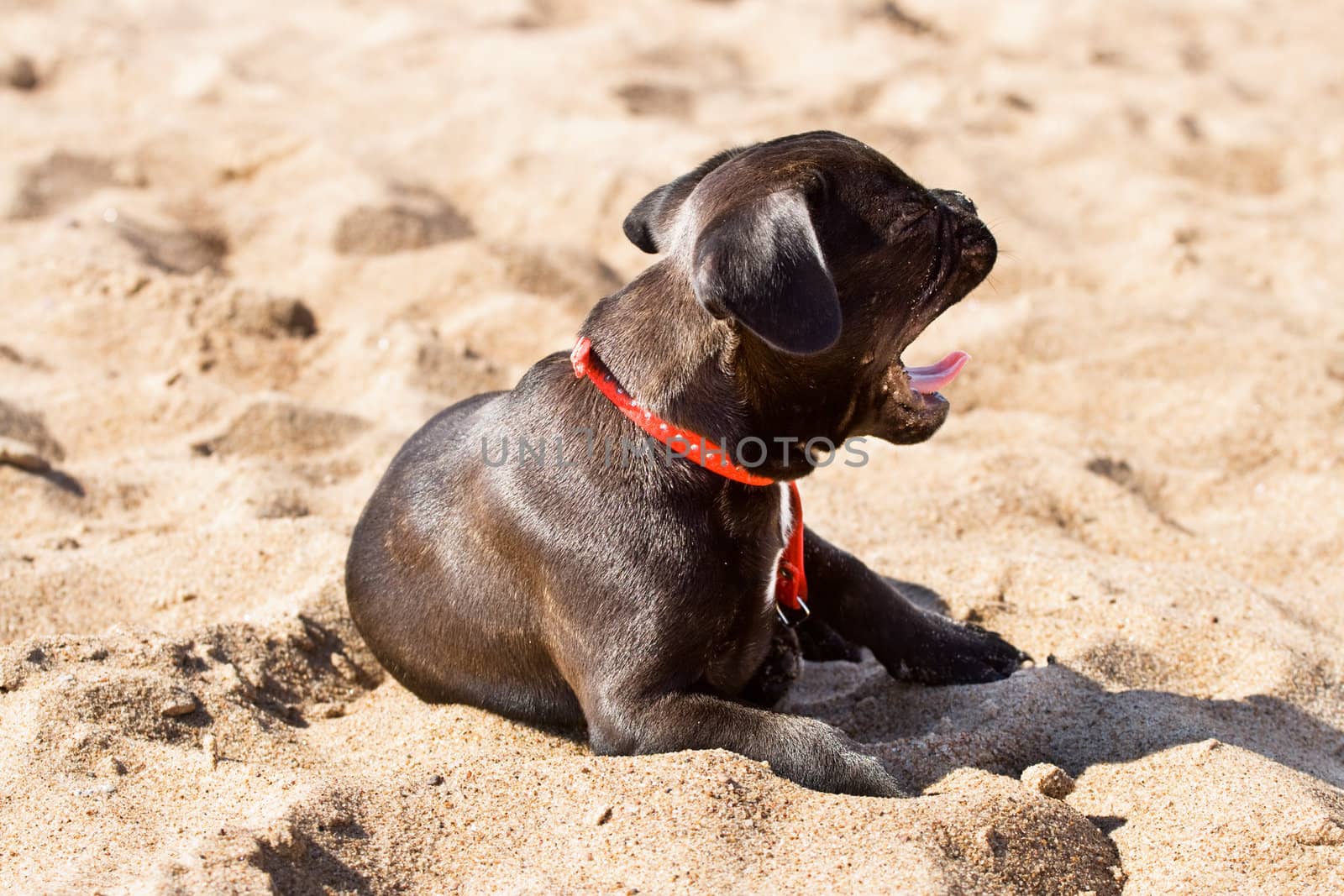 Black and white french bulldog puppy yawning in sand